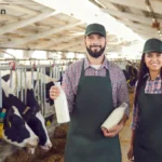 Peternakan Sapi Perah