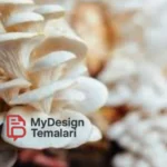 Budidaya Jamur Tiram