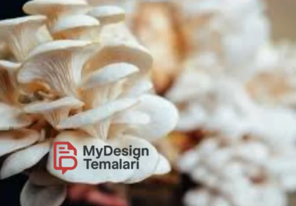 Budidaya Jamur Tiram