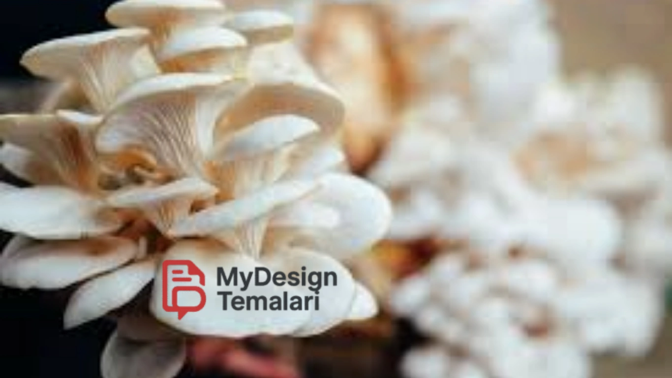 Budidaya Jamur Tiram